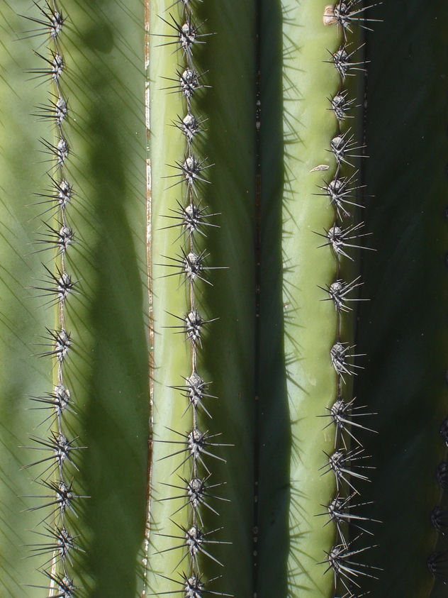 sahuaro