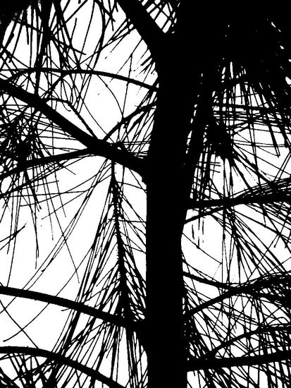 pino Naturaleza Blanco y Negro (Digital)