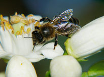 Abeja