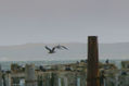 Gabiotas volando sobre los cormoranes