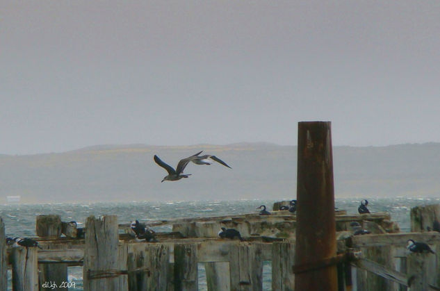 Gabiotas volando sobre los cormoranes Nature Color (Digital)