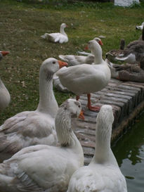 Patos