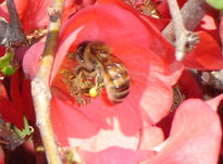 La abeja