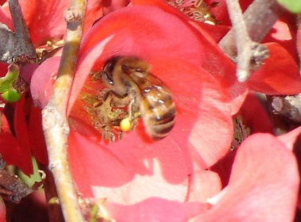 La abeja