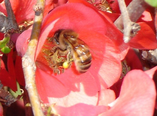 La abeja