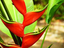 La Heliconia