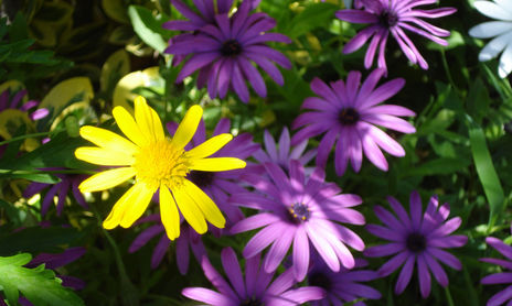 Fotografías con Flores