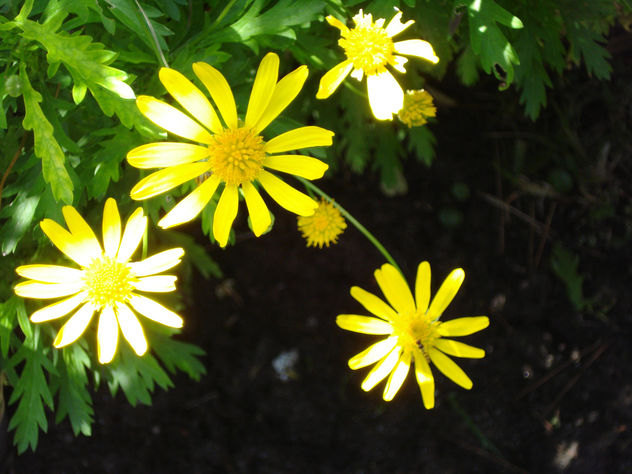 Flores silvestres 2