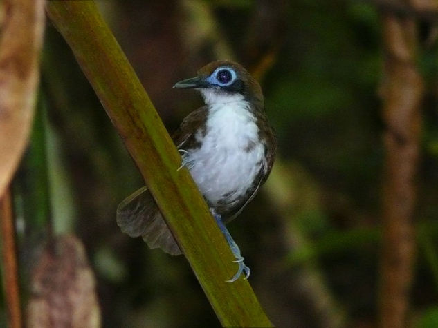 Gymnopithys bicolor Naturaleza Color (Digital)