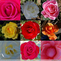 Rosas