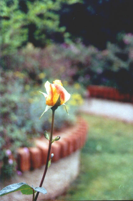 Rosa amarilla