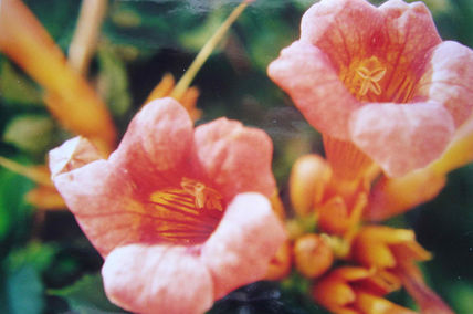 Bignonia