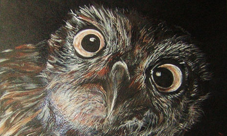 aves