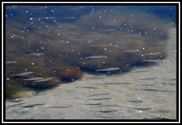 Peces y sombras Naturaleza Color (Digital)