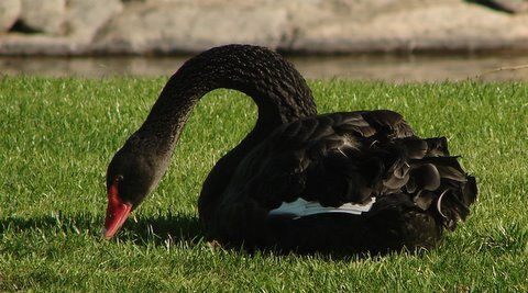 BLACK SWAN