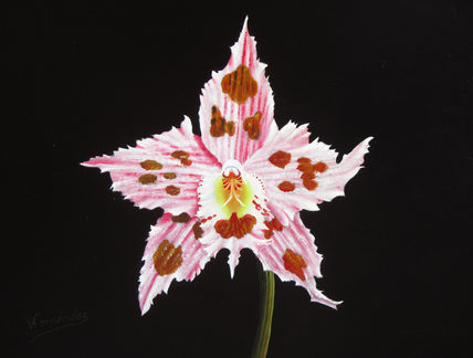 13-orquídea