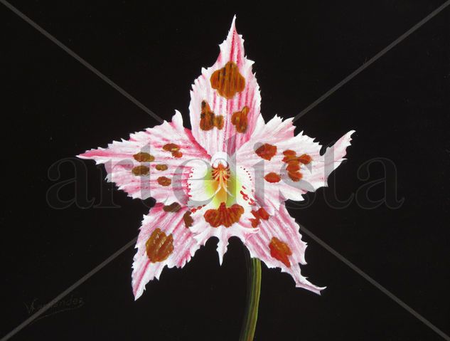 13-ORQUÍDEA Oil Panel Floral Painting