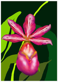 Orquidea