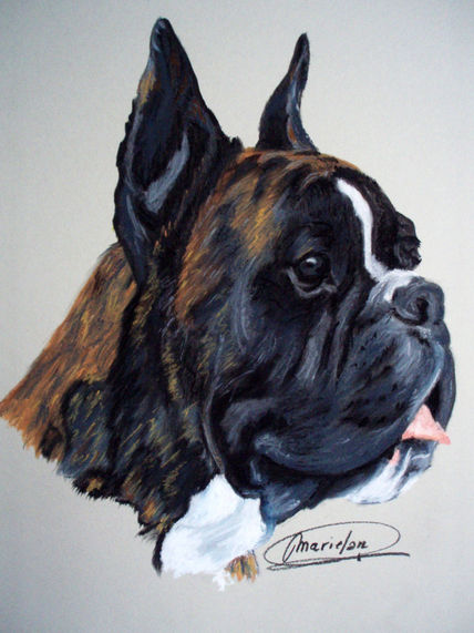 Boxer