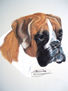 boxer