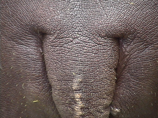 hipo
