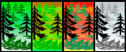 Bosque de pinos
