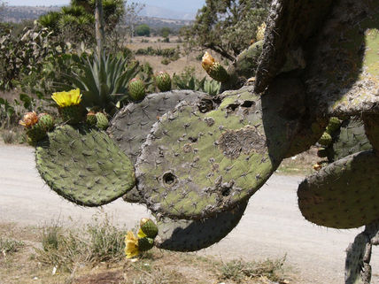 Cicatrices