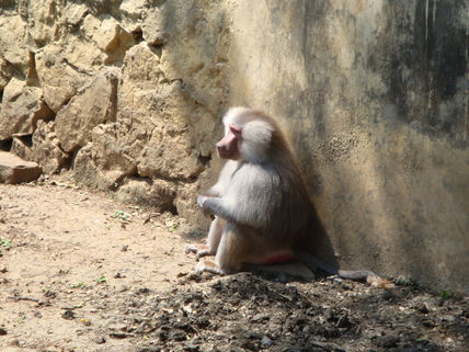 El pensador
