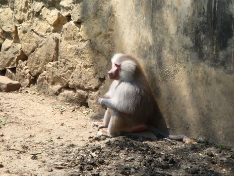 El pensador