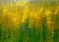 Primavera