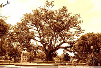 Ceiba de la libertad