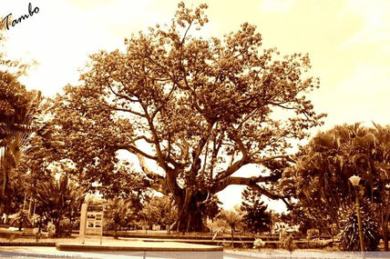 Ceiba de la libertad