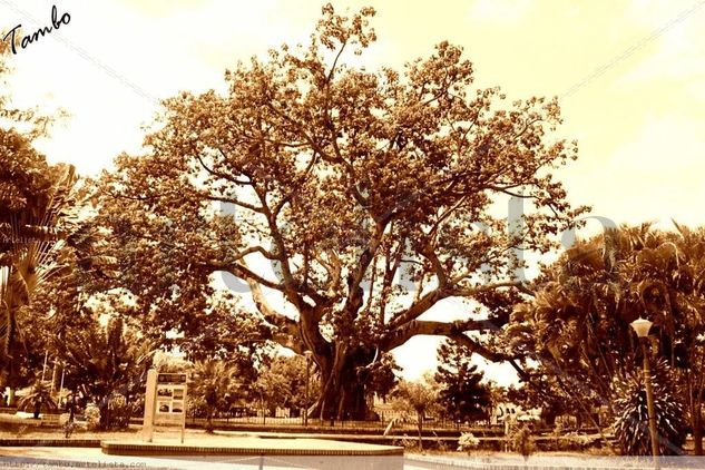 CEIBA DE LA LIBERTAD Naturaleza Color (Digital)