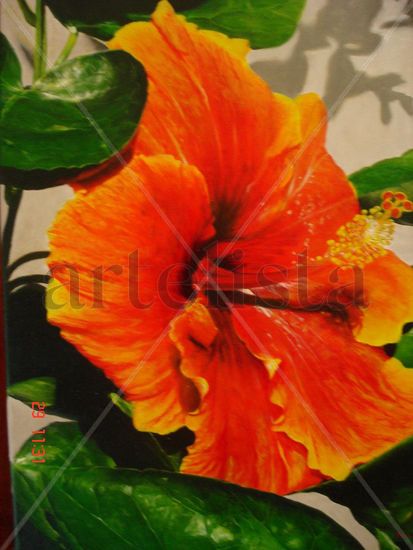 Hibiscus 