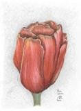 Tulipanes Others