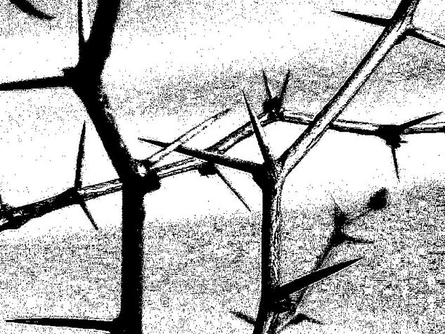 mezquite Nature Black and White (Digital)