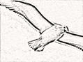 gaviota