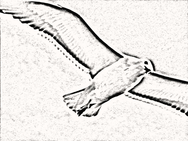 gaviota Nature Black and White (Digital)