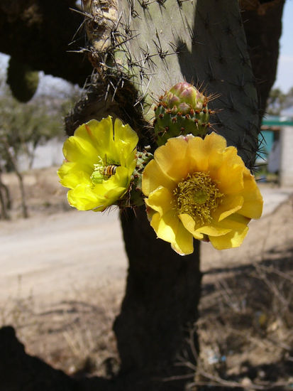 Flores Amarillas. 