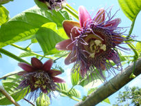 Passiflora caerulea L.