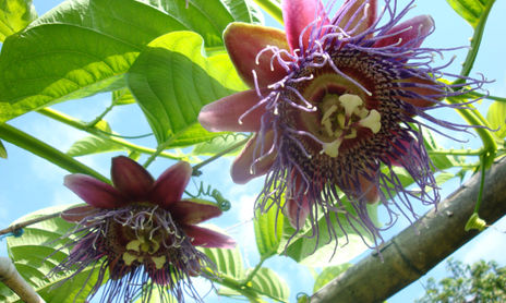 NATURALEZA
