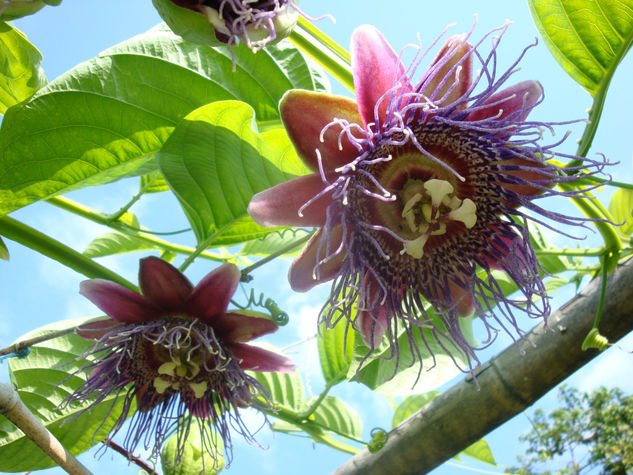 Passiflora caerulea L. Naturaleza Color (Digital)