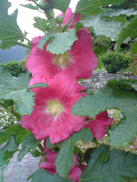 Flores rosas