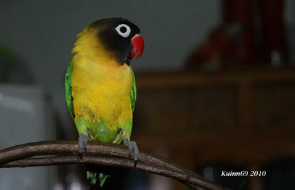 Perico pico rojo