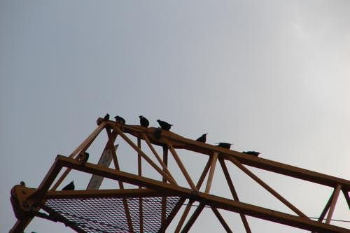 Pájaros