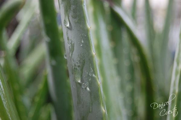 Gotas de lluvia entre Sabilas