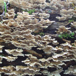 Texturas (Vegetales) thumbnail 2