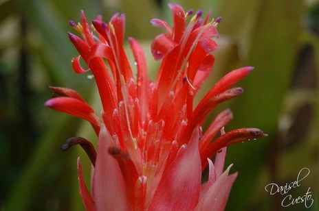 Rocio en Flor