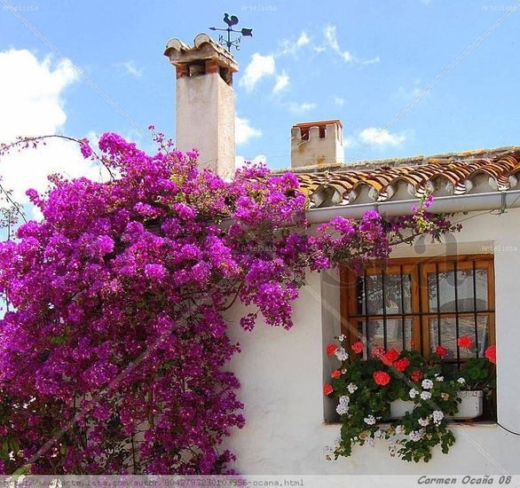 Bouganvilla y Geranios Naturaleza Color (Digital)