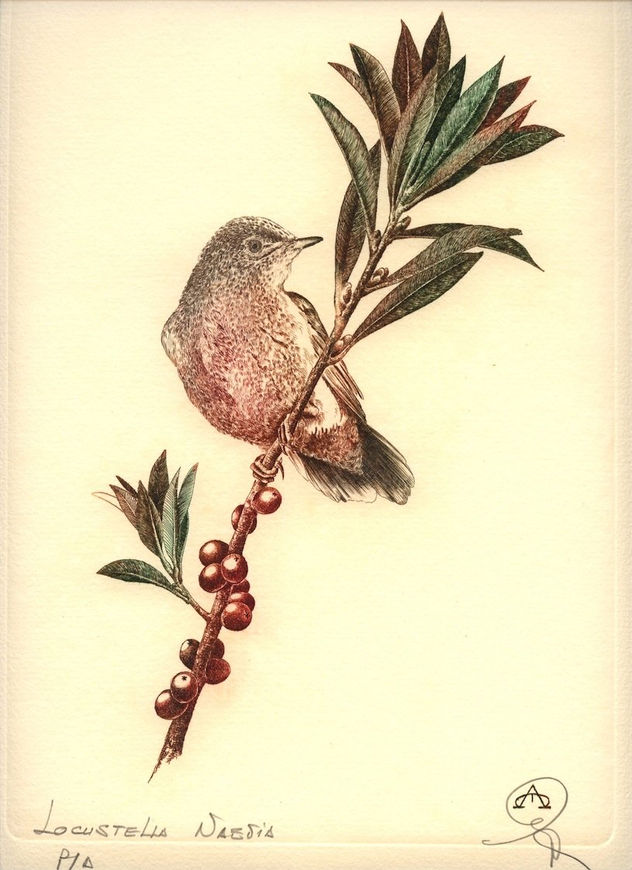 Pajaros - Locustella - naevia1